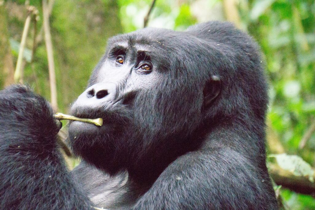 Bwindi Impenetrable National Park