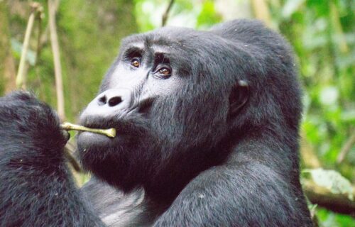 Bwindi Impenetrable National Park