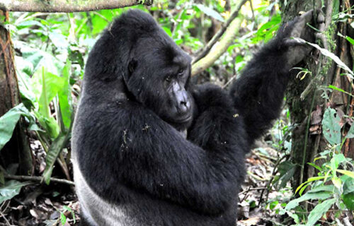 4 Days Gorillas and Queen Elizabeth National Park Tour