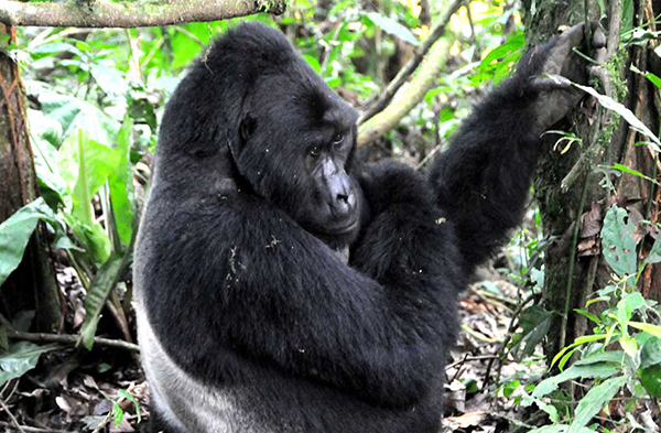 4 Days Gorillas and Queen Elizabeth National Park Tour - My Trip 2 Africa Tours