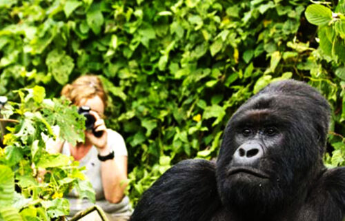 8 Days Primate Tracking Safari in Uganda - My Trip 2 Africa Tours