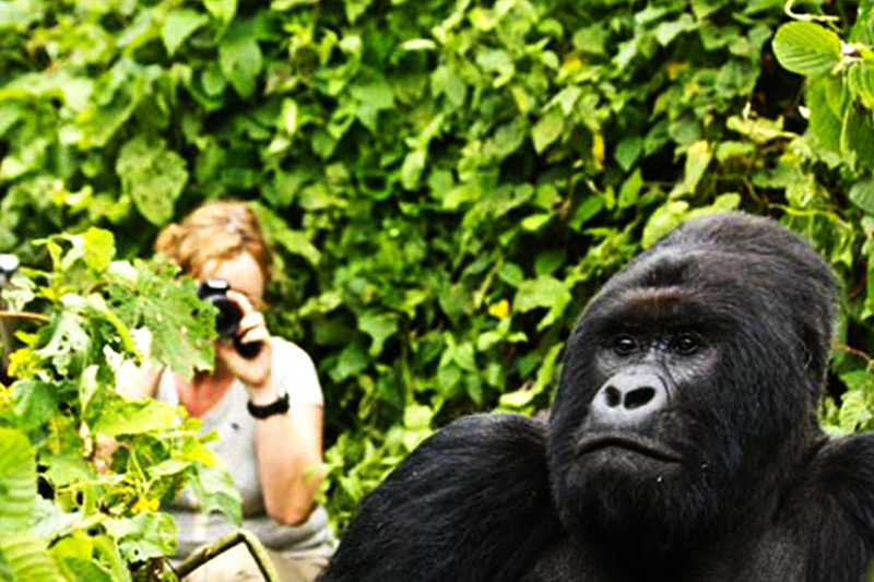 8 Days Primate Tracking Safari in Uganda