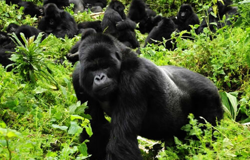 3 Days Gorilla Trekking Uganda Safari - My Trip 2 Africa Tours