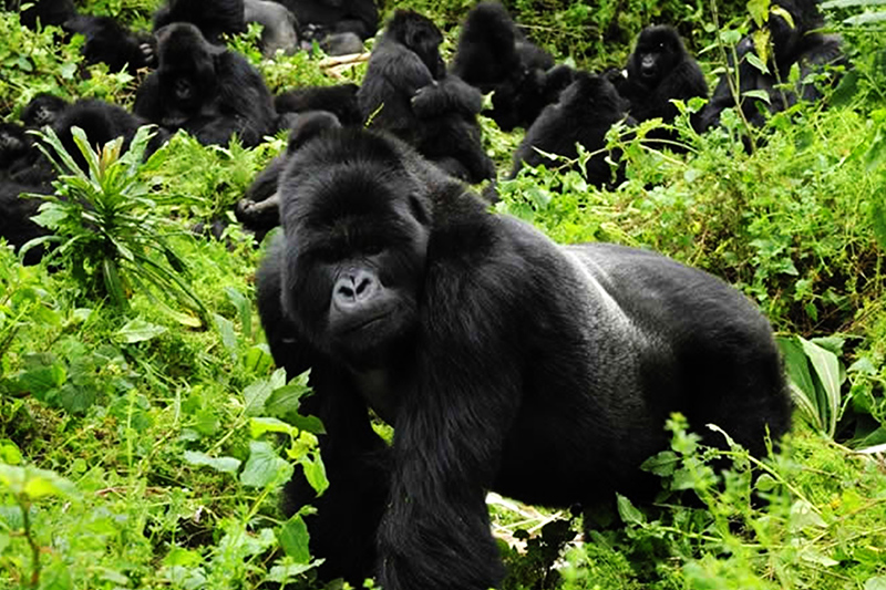 3 Days Gorilla Trekking Uganda Safari - My Trip 2 Africa Tours