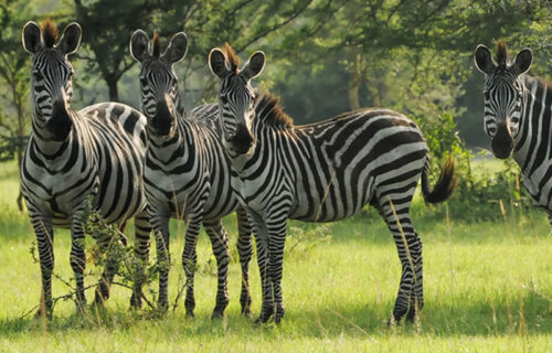 Lake Mburo National Park