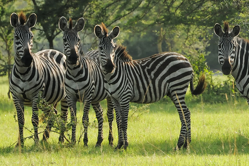 Lake Mburo National Park