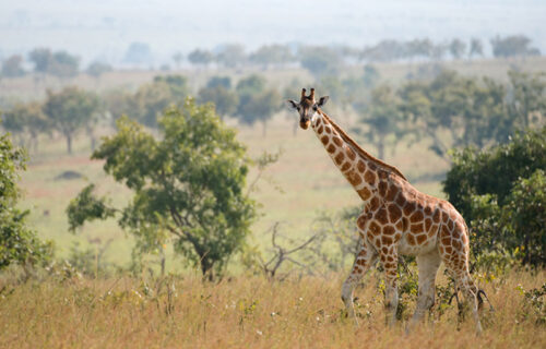 Visit Uganda on this 10 Days Uganda Wildlife Safari and be sure to have a memorable experience as you explore the best of Uganda. - My Trip 2 Africa Tours