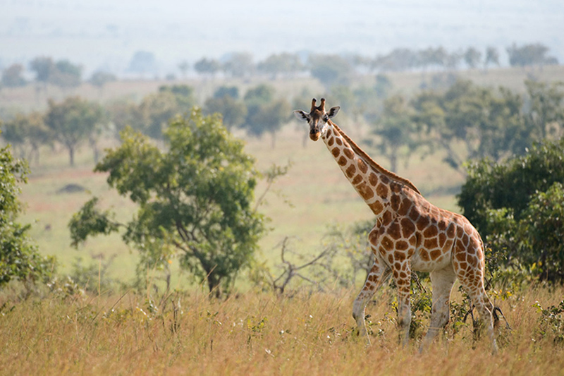 10 Days Uganda Wildlife Safari