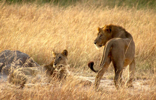 Queen Elizabeth National Park