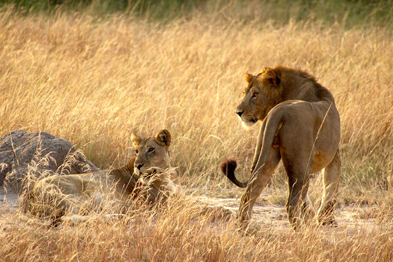 Queen Elizabeth National Park