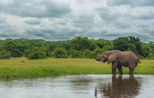 6 Days Uganda Wildlife Adventure