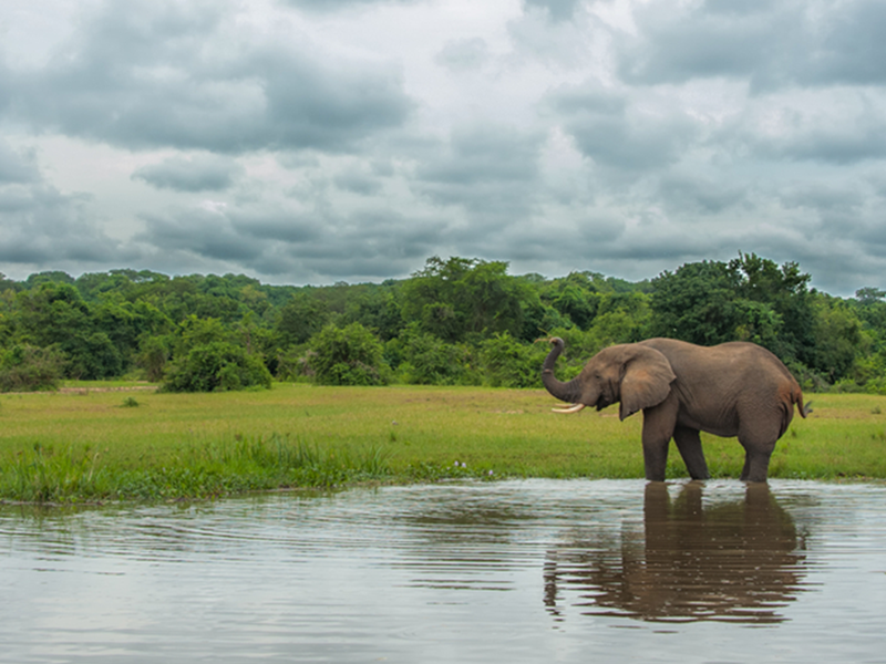 6 Days Uganda Wildlife Adventure