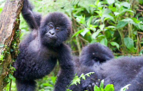 Mgahinga Gorilla National Park