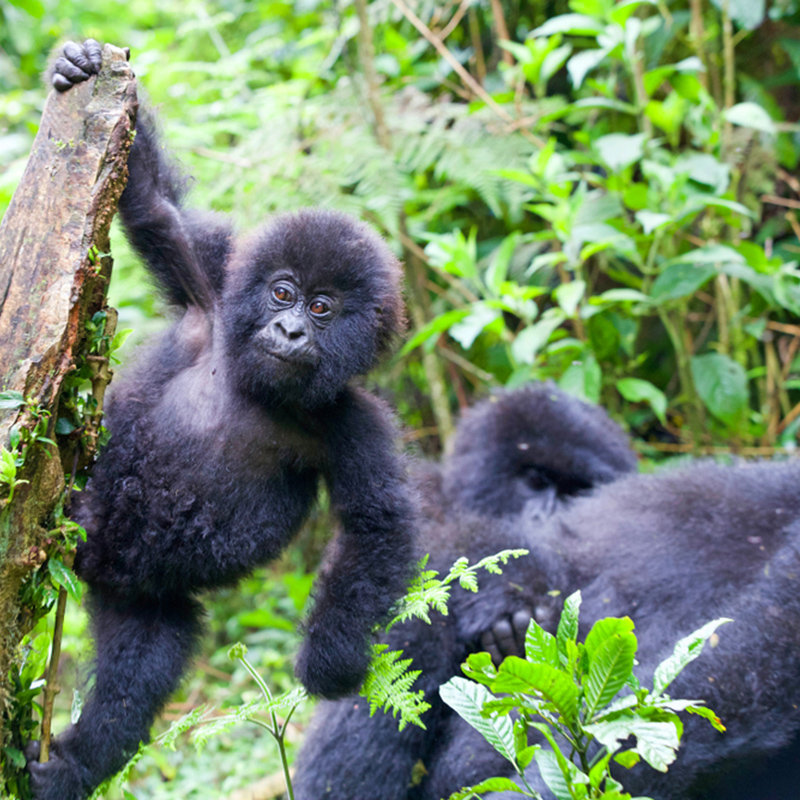 Mgahinga Gorilla National Park