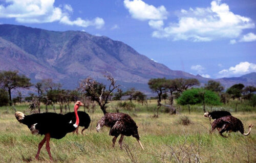 Kidepo Valley National Park