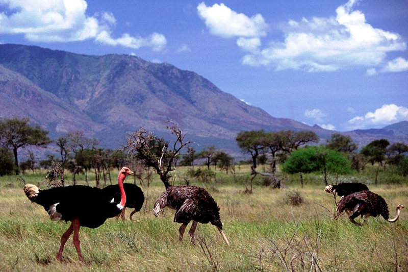 Kidepo Valley National Park