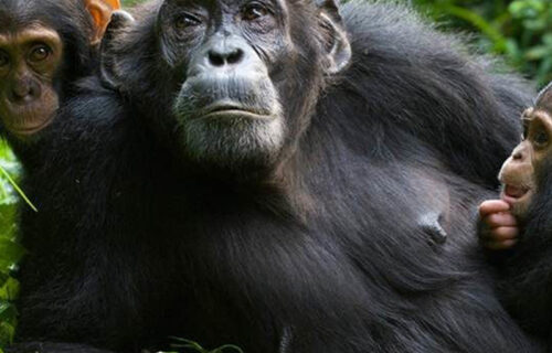 5 Days Uganda Primate Tracking Safari - My Trip 2 Africa Tours