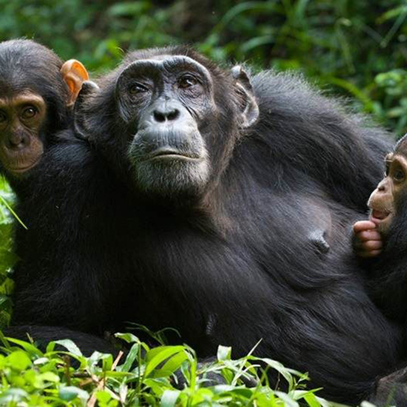 5 Days Uganda Primate Tracking Safari