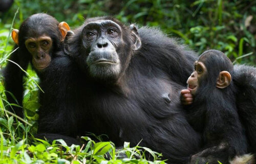 Kibale Forest National Park