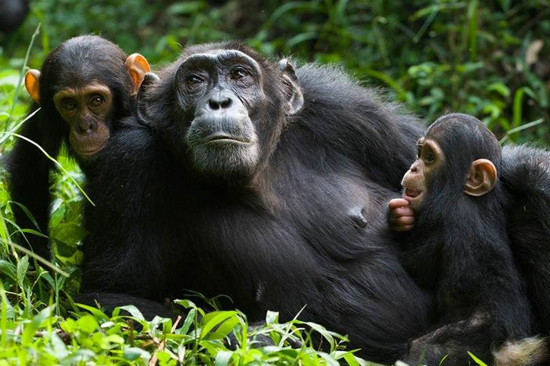 Kibale Forest National Park