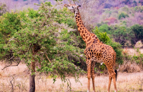 Akagera National Park