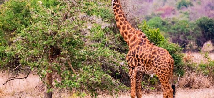 Akagera National Park