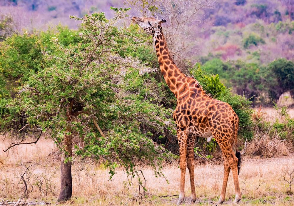 Akagera National Park