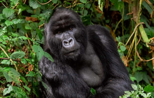 7 Days Uganda Gorilla Safari - My Trip 2 Africa Tours