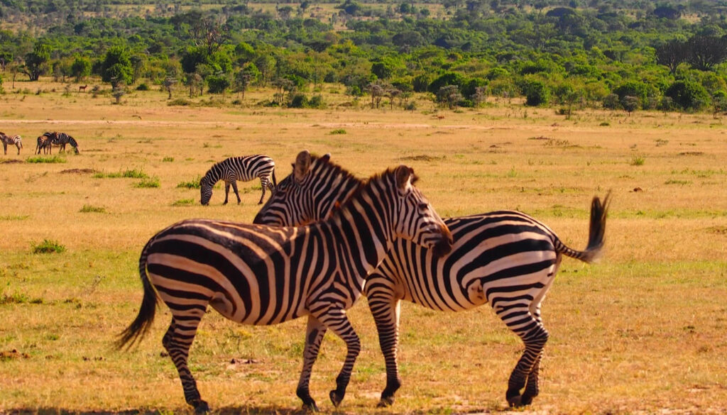 15 Days Around Uganda Safari