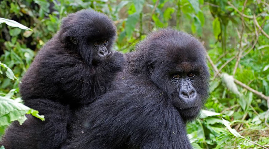 Tourist Attractions in Bwindi Impenetrable Forest