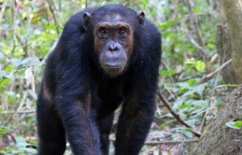 4 Days Rwanda Primate Tracking Safari