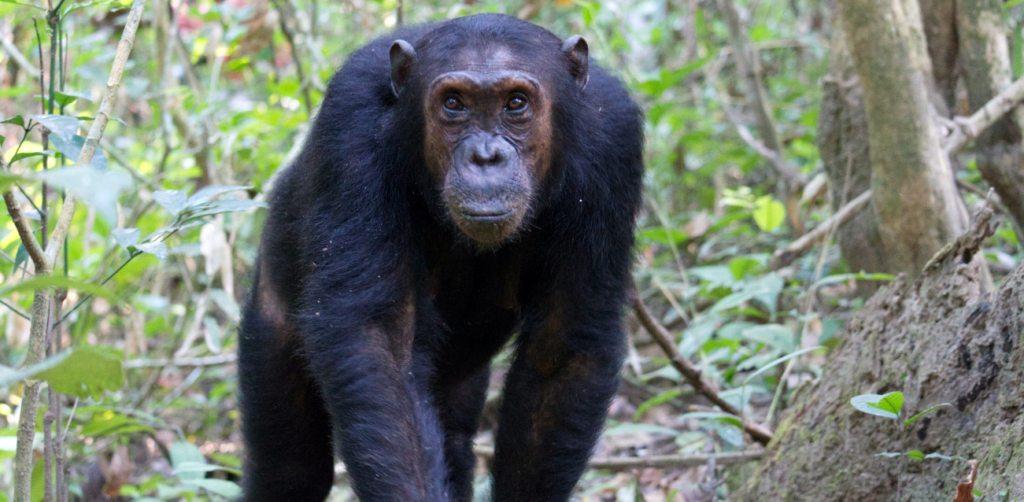 4 Days Rwanda Primate Tracking Safari