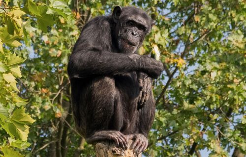 Chimpanzee Habituation in Kibale Forest National Park