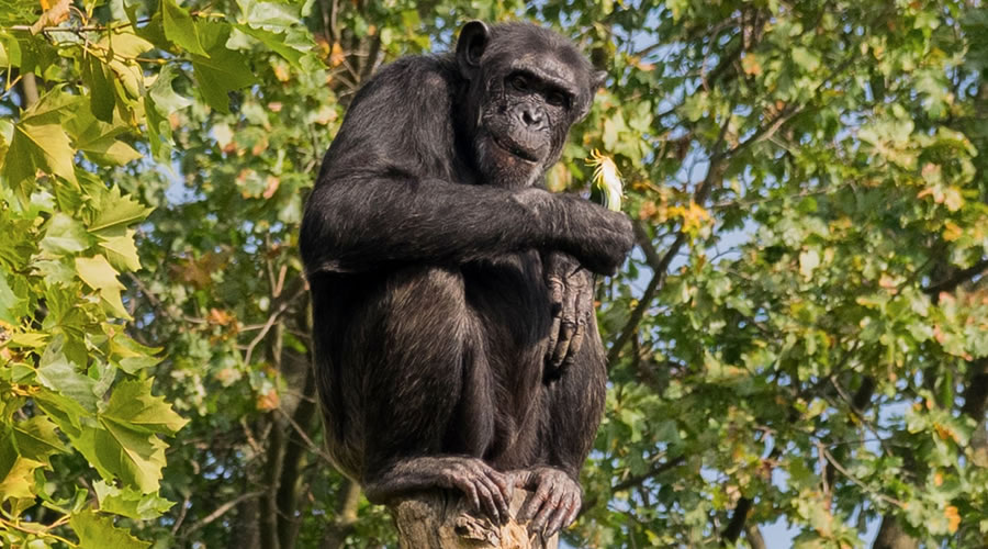 Chimpanzee Habituation in Kibale Forest National Park