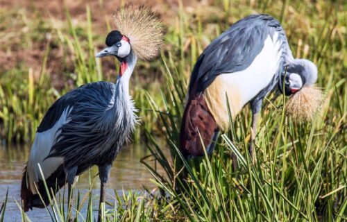 7 Days Uganda Bird Watching Tour