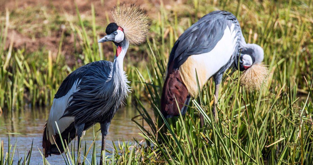 7 Days Uganda Bird Watching Tour