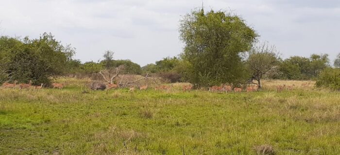 Gishwati Mukura National Park