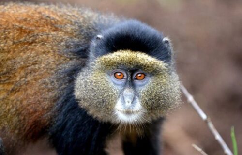 3 Days  Golden Monkey Tracking Rwanda Safari