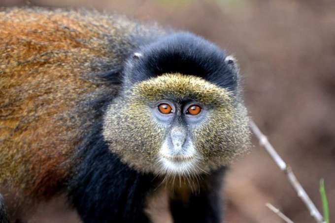 3 Days  Golden Monkey Tracking Rwanda Safari