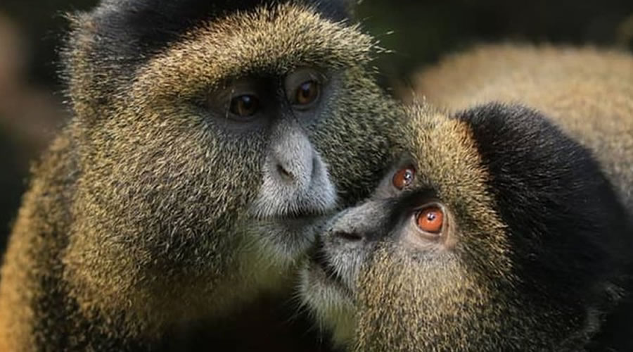 Golden Monkey Tracking in Volcanoes National Park