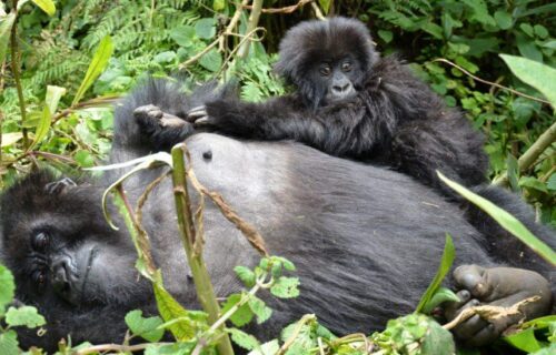 5 Days Rwanda Primate Tracking Adventure