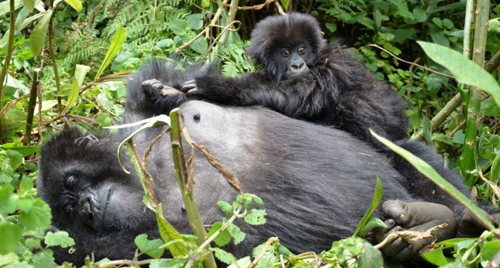 5 Days Rwanda Primate Tracking Adventure