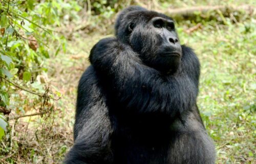 4 Days Rwanda Gorilla Trekking Tour