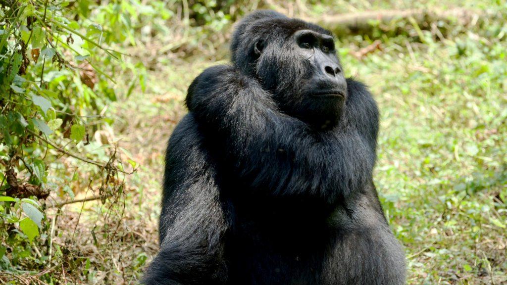 4 Days Rwanda Gorilla Trekking Tour