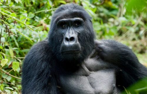 4 Days Double Gorilla Trekking Uganda Safari