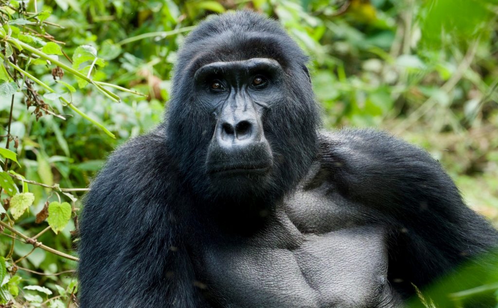 4 Days Double Gorilla Trekking Uganda Safari