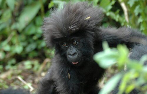 2 Days Gorilla Trekking Safari in Rwanda - My Trip 2 Africa Tours