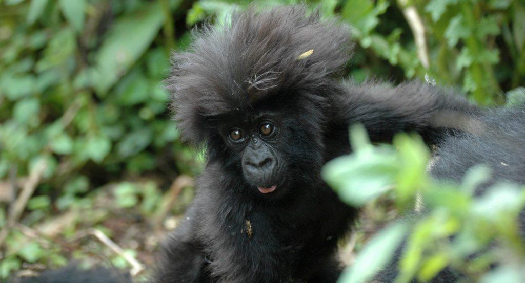 2 Days Gorilla Trekking Safari in Rwanda - My Trip 2 Africa Tours