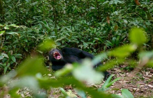 3 Days Chimpanzee Tracking Safari in Uganda