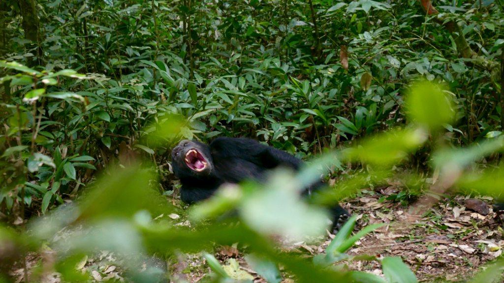 3 Days Chimpanzee Tracking Safari in Uganda